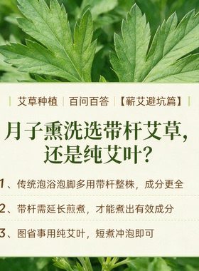 蕲春蕲艾3年陈艾叶月子泡澡泡脚