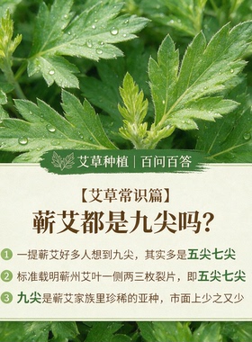 端阳蕲艾艾叶艾草种子籽艾苗艾根