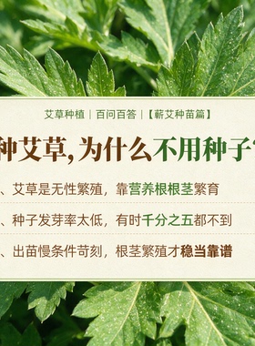 湖北蕲春艾草种籽庭院阳台