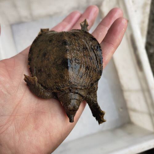 湖北湖南大水库老鳖鲜活正宗原生态自然养殖生长小土甲鱼送礼佳品 - 图0
