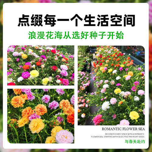 重瓣太阳花盆栽苗大花带根带花苞植物室内外阳台庭院四季好养花卉 - 图2