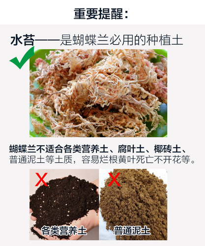 蝴蝶兰花苗带花剑带花苞盆栽兰花大苗客厅室内植物花卉四季好养活 - 图2