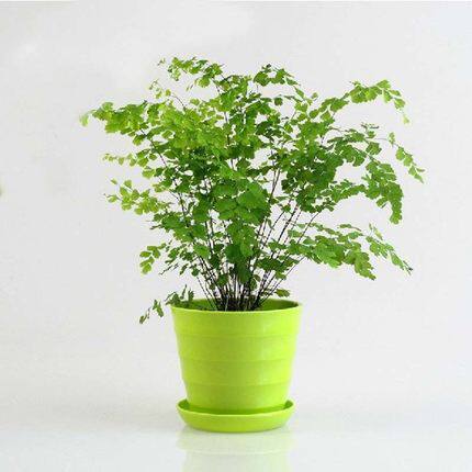绿植花卉耐阴水培铁线蕨盆栽铁丝草多年生常绿草本观叶蕨类植物 - 图3