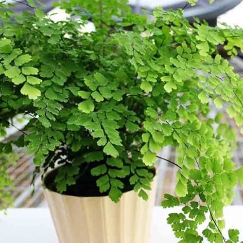 绿植花卉耐阴水培铁线蕨盆栽铁丝草多年生常绿草本观叶蕨类植物 - 图2
