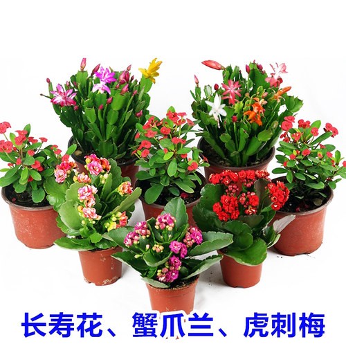 长寿花盆栽带花苞办公室内好养绿植四季开花桌面盆栽蟹爪兰虎刺梅 - 图3