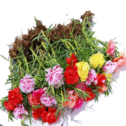 重瓣太阳花盆栽苗大花带根带花苞植物室内外阳台庭院四季好养花卉 - 图3