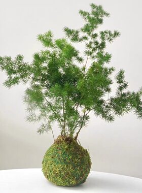 蓬莱松盆栽植物室内老桩花卉绿植招财水培好养活客厅迎客松小盆景
