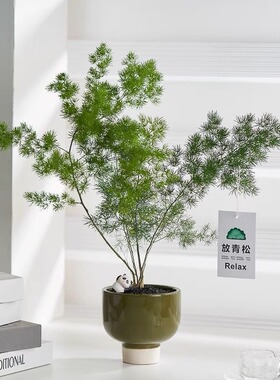 蓬莱松盆栽室内客厅办公室桌面绿植花卉盆景好养活四季常青植物