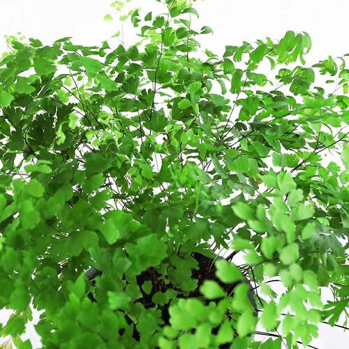 铁线蕨绿植盆栽客厅吸甲醛绿植凤尾蕨铁丝草室内耐阴狼尾蕨类植物 - 图1