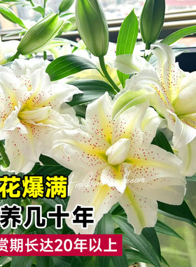 百合花种球香水百合多季开花好养活花卉植物室内外花苗盆栽花种子