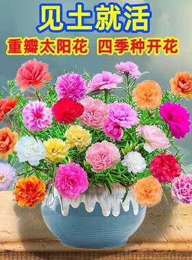 重瓣太阳花苗带根带盆栽苗多色阳台开花植物带花苞混色室内庭院