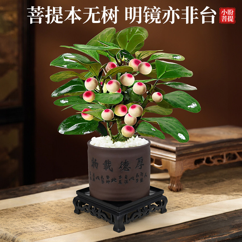菩提树盆栽小盼菩提带果盆景室内办公室植物桌面摆件中式禅意绿植,淘宝优惠券,粉丝福利购,淘宝优惠卷