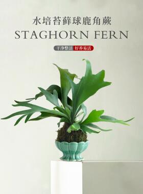 鹿角蕨苔藓球水培植物绿植盆栽办公室内耐阴蕨类植物客厅懒人好养