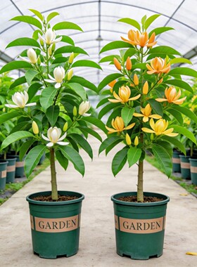 白兰花盆栽带花苞玉兰花树苗黄角兰室内庭院四季花卉绿植浓香植物