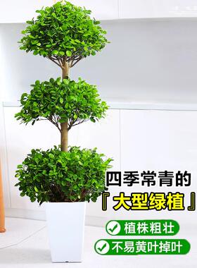 摇钱树盆栽室内庭院大型金钱榕盆景耐热绿植物乔迁送礼招财发财树