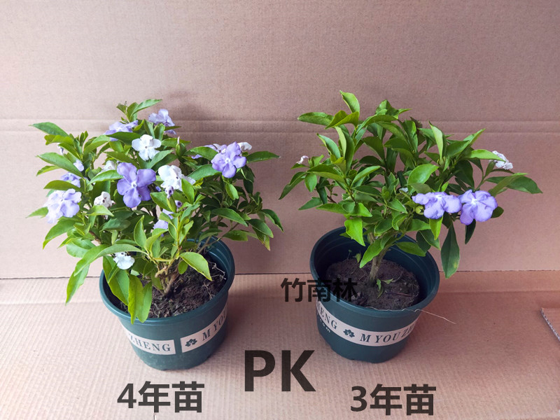 茉莉花盆栽双色茉莉花苗鸳鸯茉莉花茉莉开双色盆栽芳香花卉白茉莉-图2