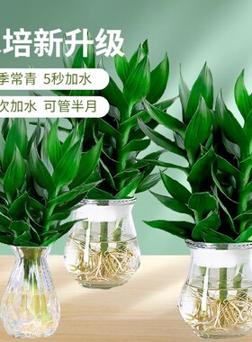 观音竹富贵竹水培植物带根花卉绿植绿萝室内盆栽转运竹带花瓶好养