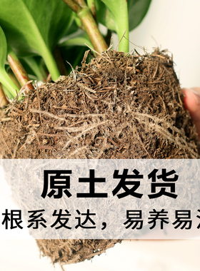 碧玉盆栽电脑宝贝植物室内常绿盆栽办公室净化空气四季好养小植物