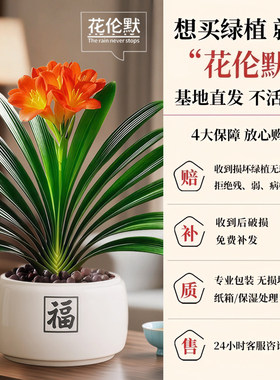 君子兰盆栽招财旺宅桌面盆景办公室绿植室内客厅中式禅意四季植物