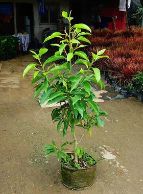 花盆栽 嫁接黄角兰黄桷兰白玉兰黄玉兰花苗树苗庭院苗