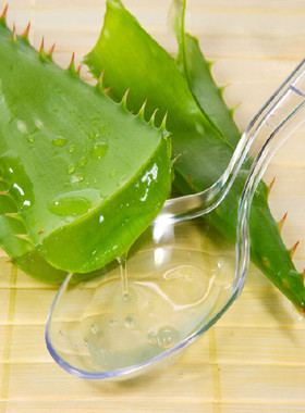 库拉索芦荟盆栽可食用稀有芦荟类植物雪花芦荟苗花卉绿植多肉大颗