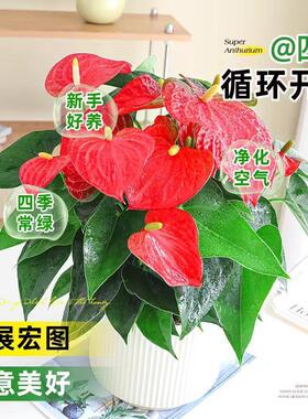 红掌盆栽带花鸿运当头客厅花卉绿植盆景室内阳台好养鲜花水培植物