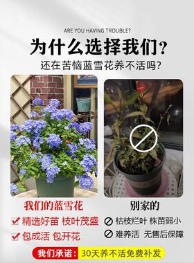 蓝雪花盆栽耐热好养植物阳台庭院爬藤盆栽花卉带花苞四季好养开花