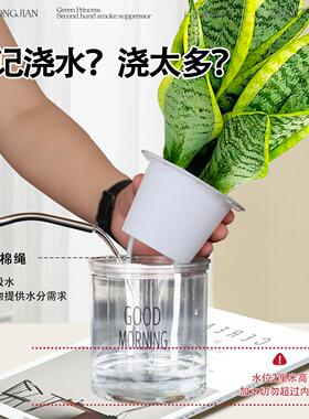 金边虎皮兰绿植小盆栽好养植物客厅桌面水培植物净化空气精品花卉