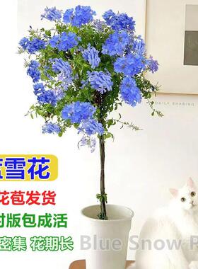 小木槿棒棒糖花苗蓝雪花庭院阳台月季花卉盆栽室内好养植物带花苞