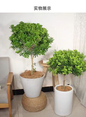 盆栽香水绿植驱蚊阳台浓香老桩兰花米花卉独杆树苗室内棒棒糖庭院