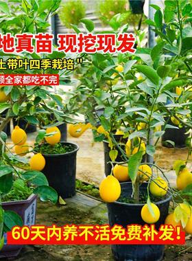 香水柠檬树盆栽带果可食用室内庭院种植四季结果广东无核青柠檬苗