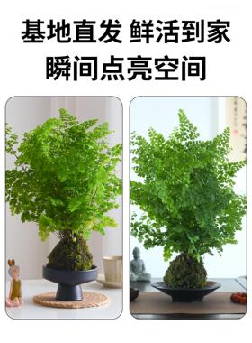 铁线蕨盆栽苔藓球水培蕨类植物室内茶桌禅意绿植好养四季常绿盆景