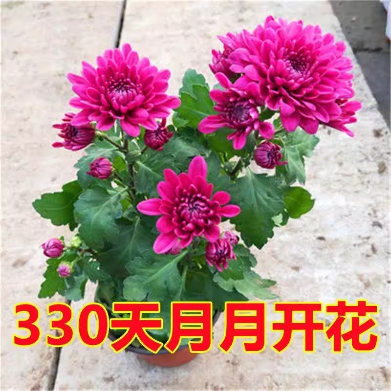四季开花荷兰菊进口菊花苗耐寒易活四季开花盆栽室内外阳台绿植物,淘宝优惠券,粉丝福利购,淘宝优惠卷