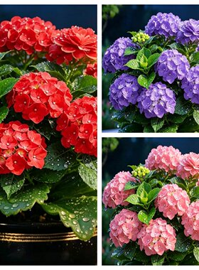 【四季开花】新品绣球花盆栽带花苞无尽夏花卉重瓣花植物室内绿植