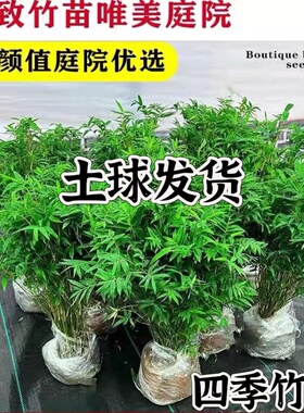 米竹盆栽丛生凤尾竹庭院植物阳台水培绿植观音竹好养盆景青竹子苗