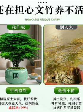 大文竹盆栽招财旺宅桌面盆景办公室绿植室内客厅中式禅意四季植物