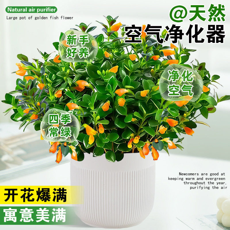 金鱼吊兰盆栽带花苞室内花卉绿植办公室桌面旺宅植物盆景四季好养,淘宝优惠券,粉丝福利购,淘宝优惠卷