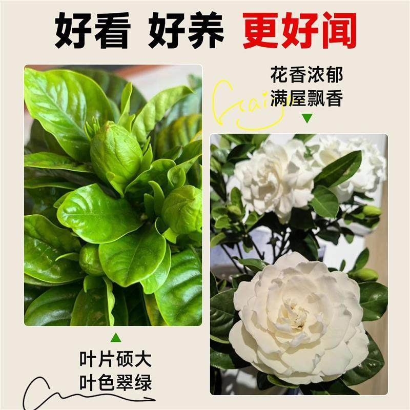 独杆棒棒糖栀子花阳台盆栽带花苞大叶老桩浓香牡丹四季开花卉植物,淘宝优惠券,粉丝福利购,淘宝优惠卷
