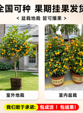 脆皮金桔树苗带果盆栽可食用金橘桔子树阳台庭院四季结果耐寒植物