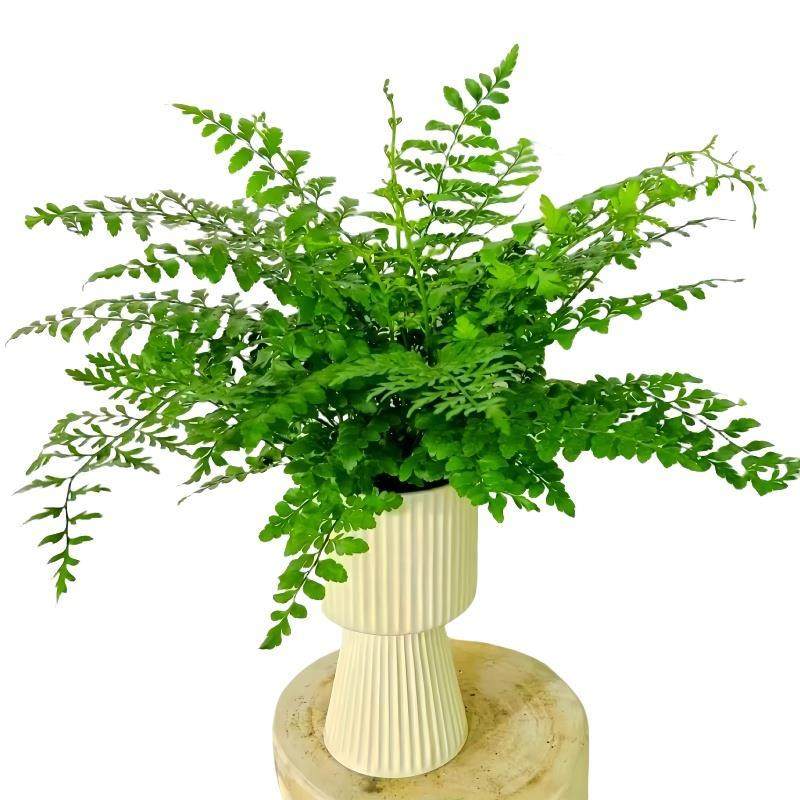 吉姆蕨盆栽网红蕨类植物办公室绿植室内欧洲蕨平安蕨宝石蕨铁线蕨,淘宝优惠券,粉丝福利购,淘宝优惠卷
