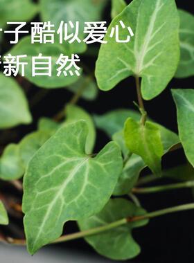 何首乌盆栽盆景老桩植物根球盆景爬藤植物中草药植物盆栽盆景