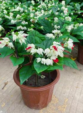 龙吐珠盆栽带花室内桌面好养花卉阳台庭院爬藤植物藤本开花苗