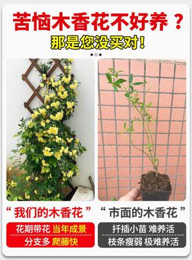 黄木香花苗爬藤植物庭院花卉盆栽重瓣红木香树苗无刺蔷薇花苗好养