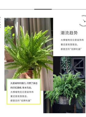 波士顿蕨类植物造景盆栽室内长藤垂吊兰植物霸王蕨肾蕨室内绿植