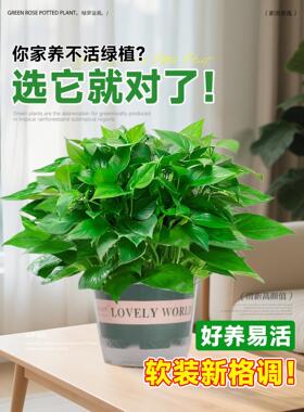 绿萝盆栽室内植物花卉绿植水培长藤垂吊大叶绿箩新房家用净化空气