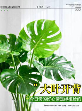 龟背竹水培植物大型绿植室内盆栽大叶老桩卧室客厅办公室桌面四季
