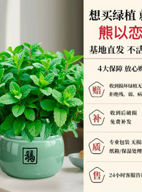 薄荷盆栽可食用水培室内驱蚊植物薄荷叶四季好养柠檬留兰香迷迭香