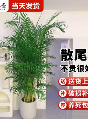 散尾葵植物盆栽客厅大型绿植室内办公室好养凤尾竹盆景天堂鸟花卉