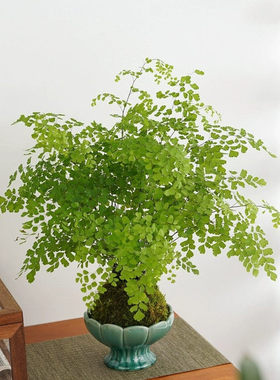铁线蕨耐阴好养室内绿植苔藓球盆栽水苔附生栽培桌面景观懒人植物