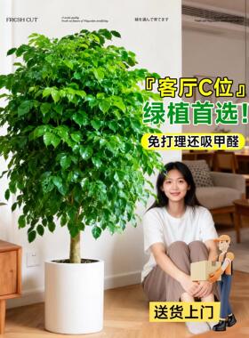 幸福树客厅盆栽四季常青发财树室内净化空气植物平安树吸甲醛绿植